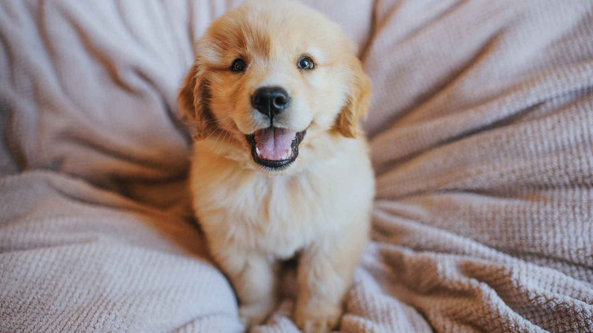 desparasitacion interna perro cachorro